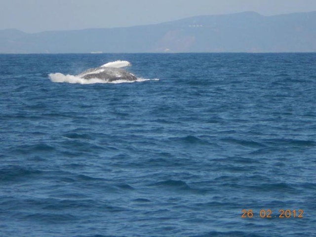 Ballenas saltando